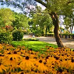 Oasis